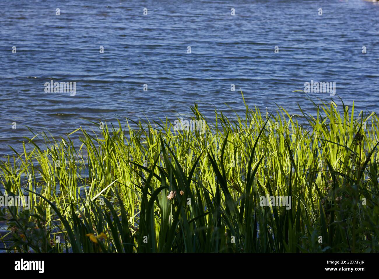 Belle scène de roseaux en premier plan avec lac calme en arrière-plan Banque D'Images