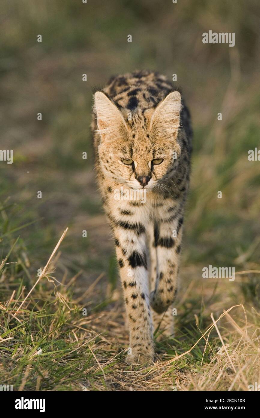 Felis Serval (Leptailurus serval Serval, Banque D'Images