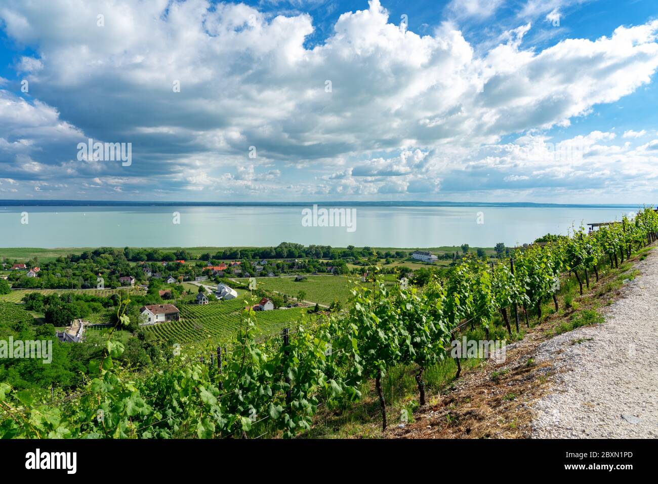 Belle vue sur le lac Balaton avec vignobles depuis la colline de Badacsony Banque D'Images