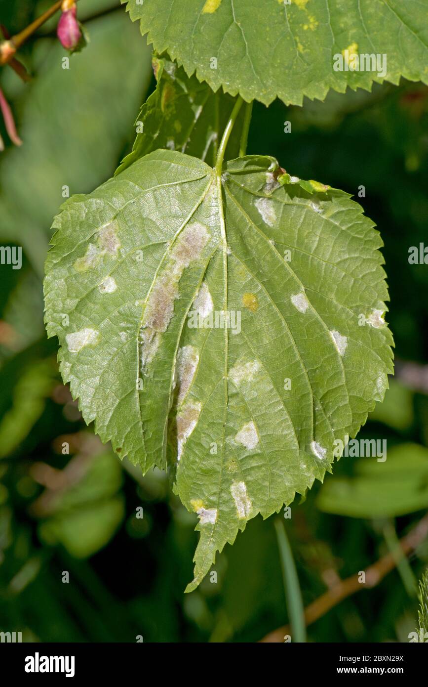Cloques blanches d'acariens de la Galle feutrine de chaux (Eriophytes leiosoma) sur la surface inférieure des jeunes feuilles de chaux feuilletée (Tilia cordata) Banque D'Images