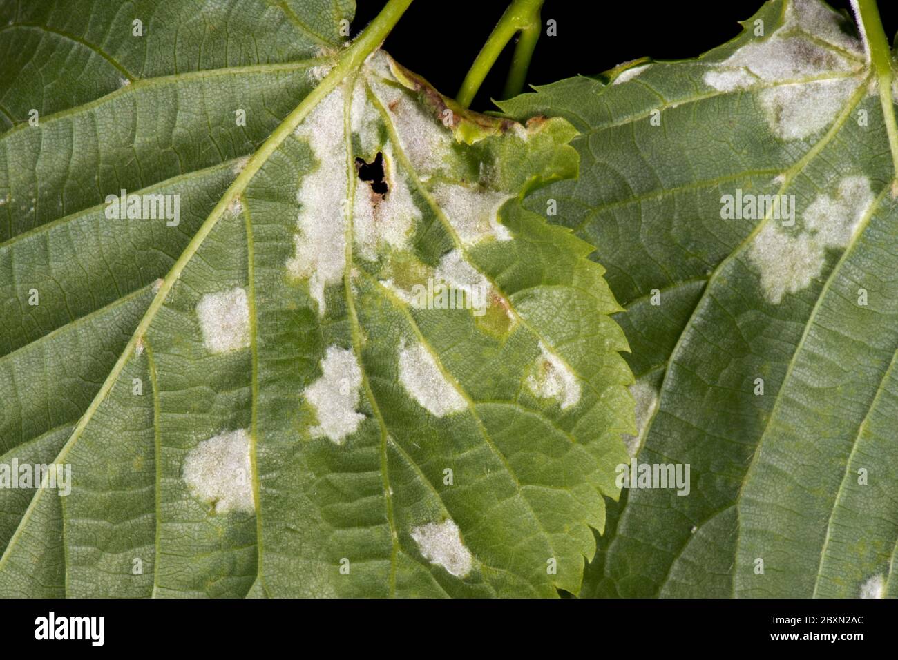 Cloques blanches d'acariens de la Galle feutrine de chaux (Eriophytes leiosoma) sur la surface inférieure des jeunes feuilles de chaux feuilletée (Tilia cordata) Banque D'Images