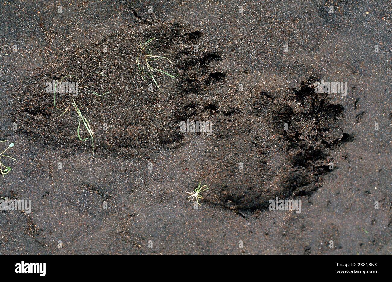 Grizzli, Silvertip, Tundra, Denali-NP, Alaska Banque D'Images