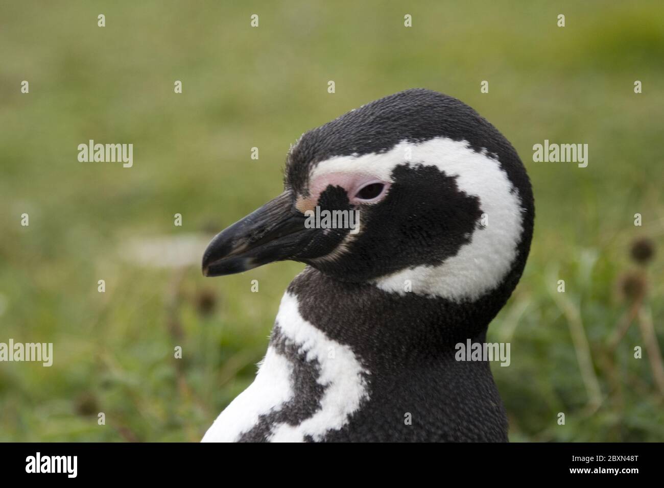 Magellan Pinguin Spheniscus magellanicus Banque D'Images