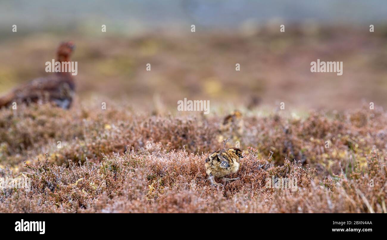 Grouse rouge, Lagopus scotica, sur la lande de bruyères, s'occuper des jeunes poussins. Parc national de Yorkshire Dales, Royaume-Uni. Banque D'Images