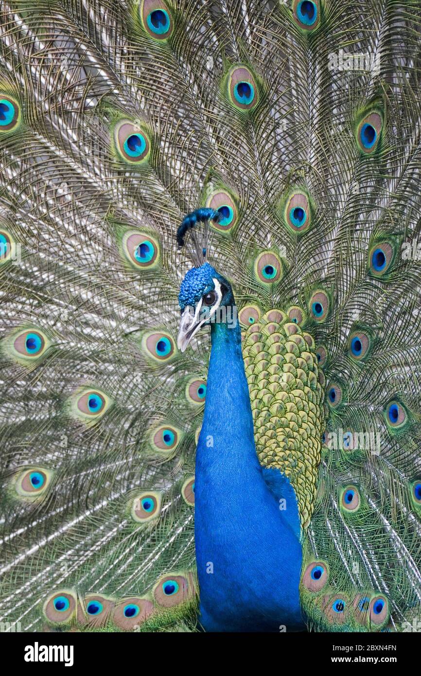 pavo cristatus, païfoche indienne, païfoche bleue, paon commun Banque D'Images