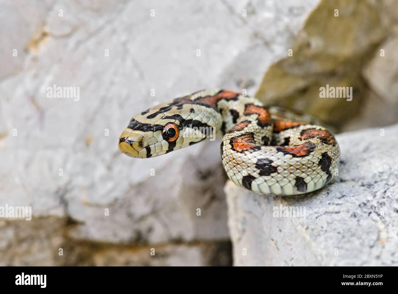 Serpent léopard - Zamenis situla, magnifique serpent coloré des rochers et buissons d'Europe du Sud, île de Pag, Croatie. Banque D'Images