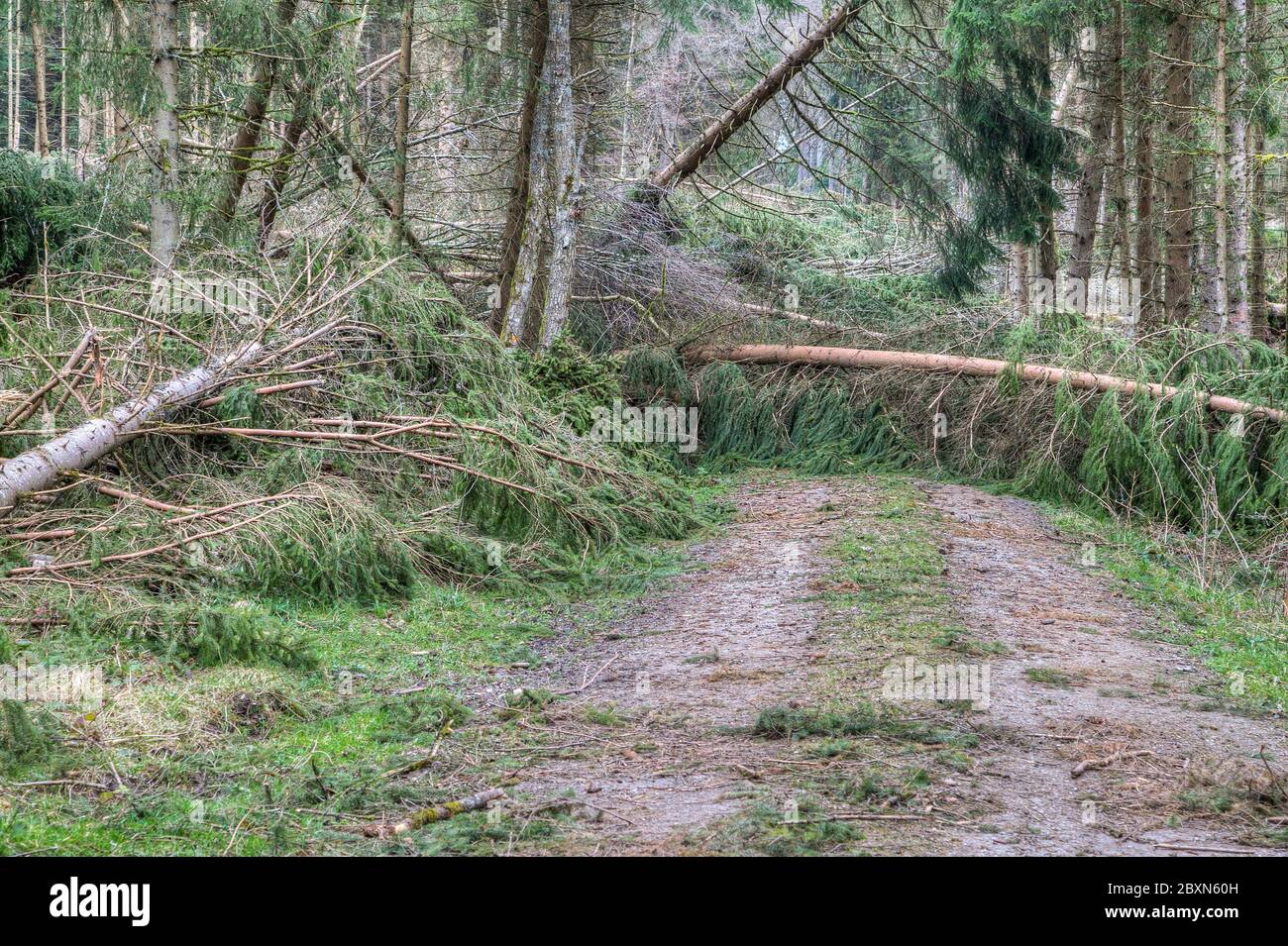 Après la tempête, la forêt est dans le chaos. Les arbres sont tombés et les chemins ne sont plus praticables. Banque D'Images