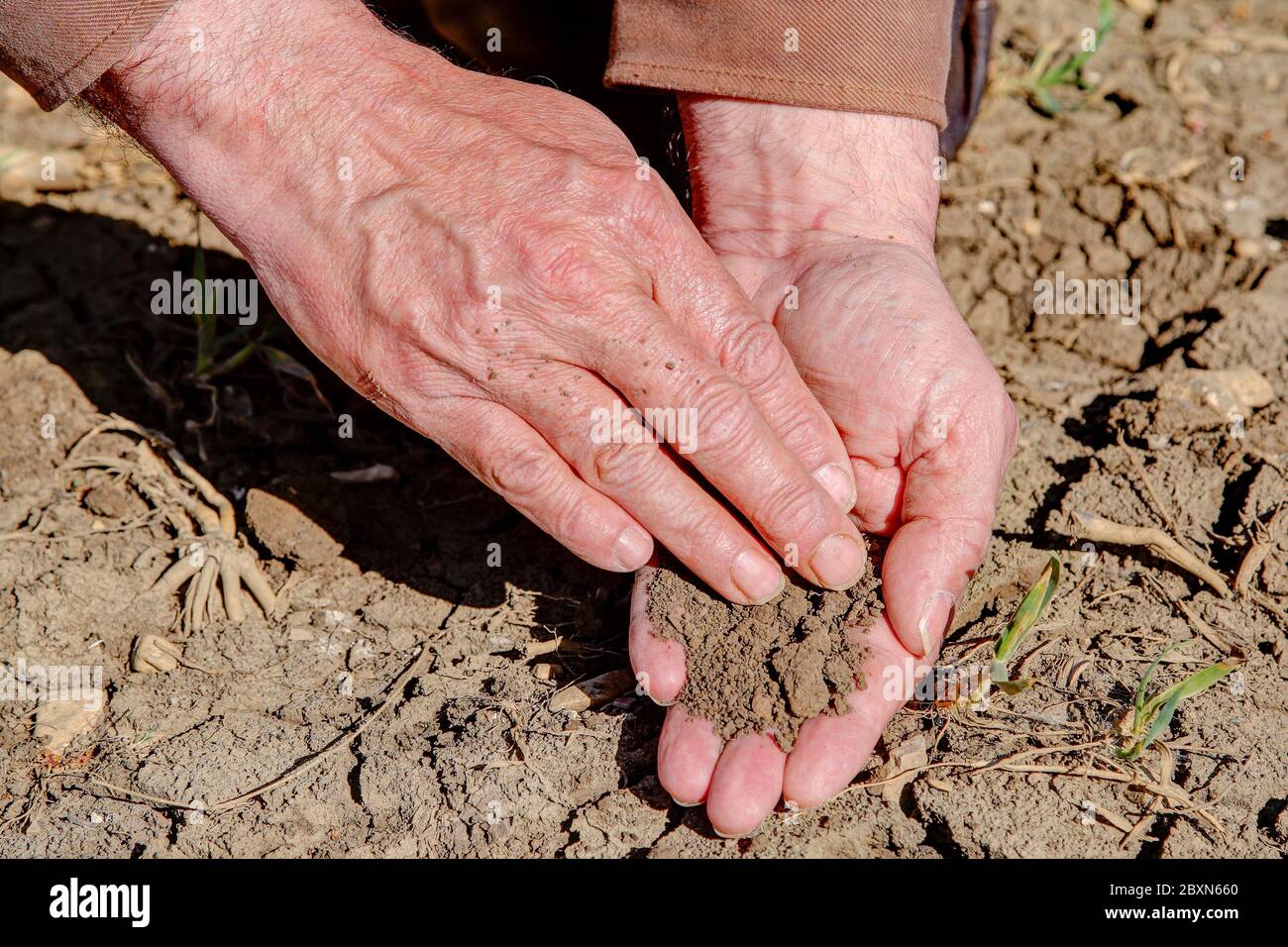 Un agriculteur utilise ses mains pour vérifier l'état du sol de champ, qui a déjà séché en avril. Banque D'Images