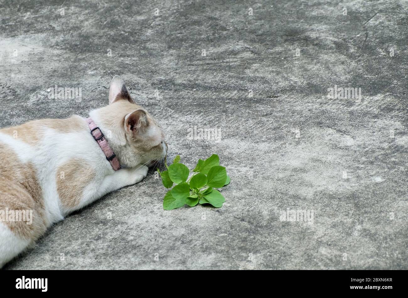 Chat manger la racine d'acalypha indien, trois graines de mercure ou de pépins de pépins de l'Inde. La racine étant attrayante pour les chats domestiques semblables à Catnip. Banque D'Images