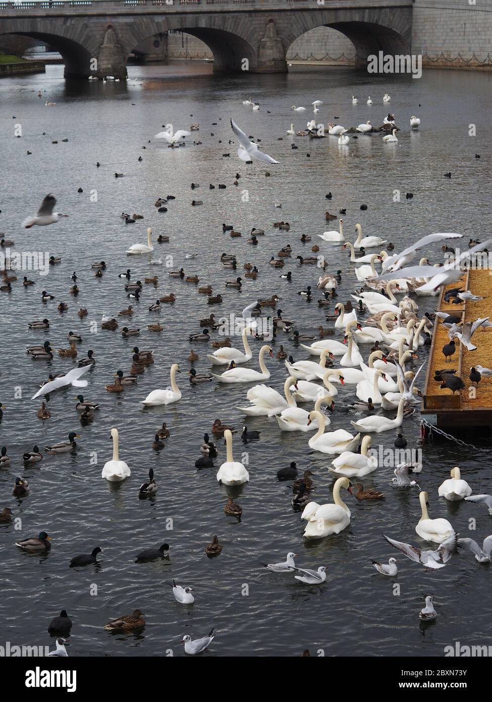 Cygnes et oiseaux sur l'eau à Stokholm, Sweeden. Nourrissage des oiseaux en ville. Banque D'Images