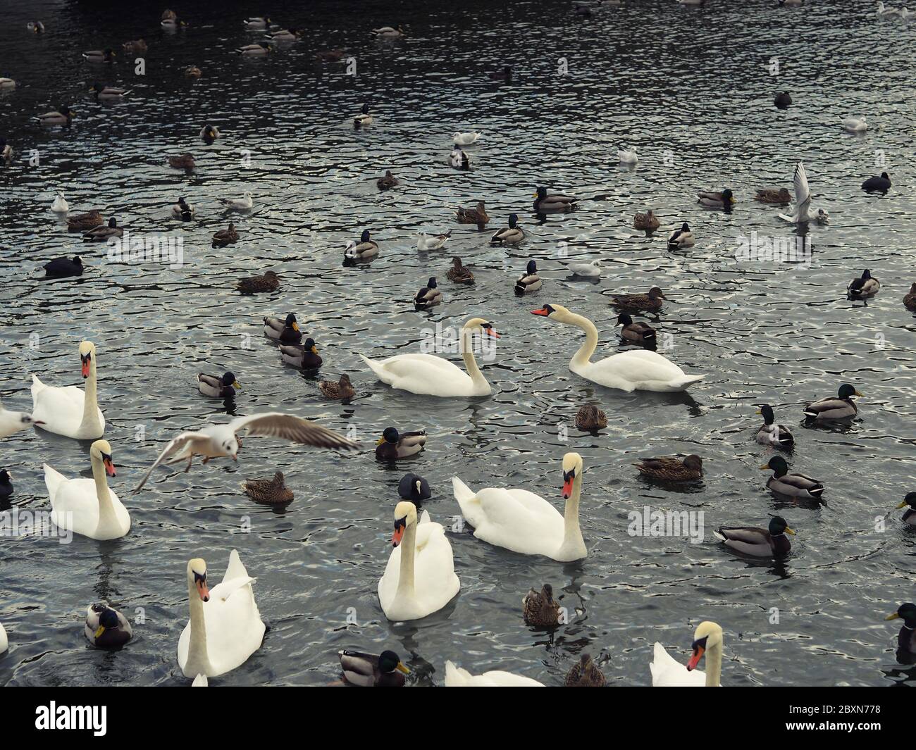 Cygnes et oiseaux sur l'eau à Stokholm, Sweeden. Nourrissage des oiseaux en ville. Banque D'Images