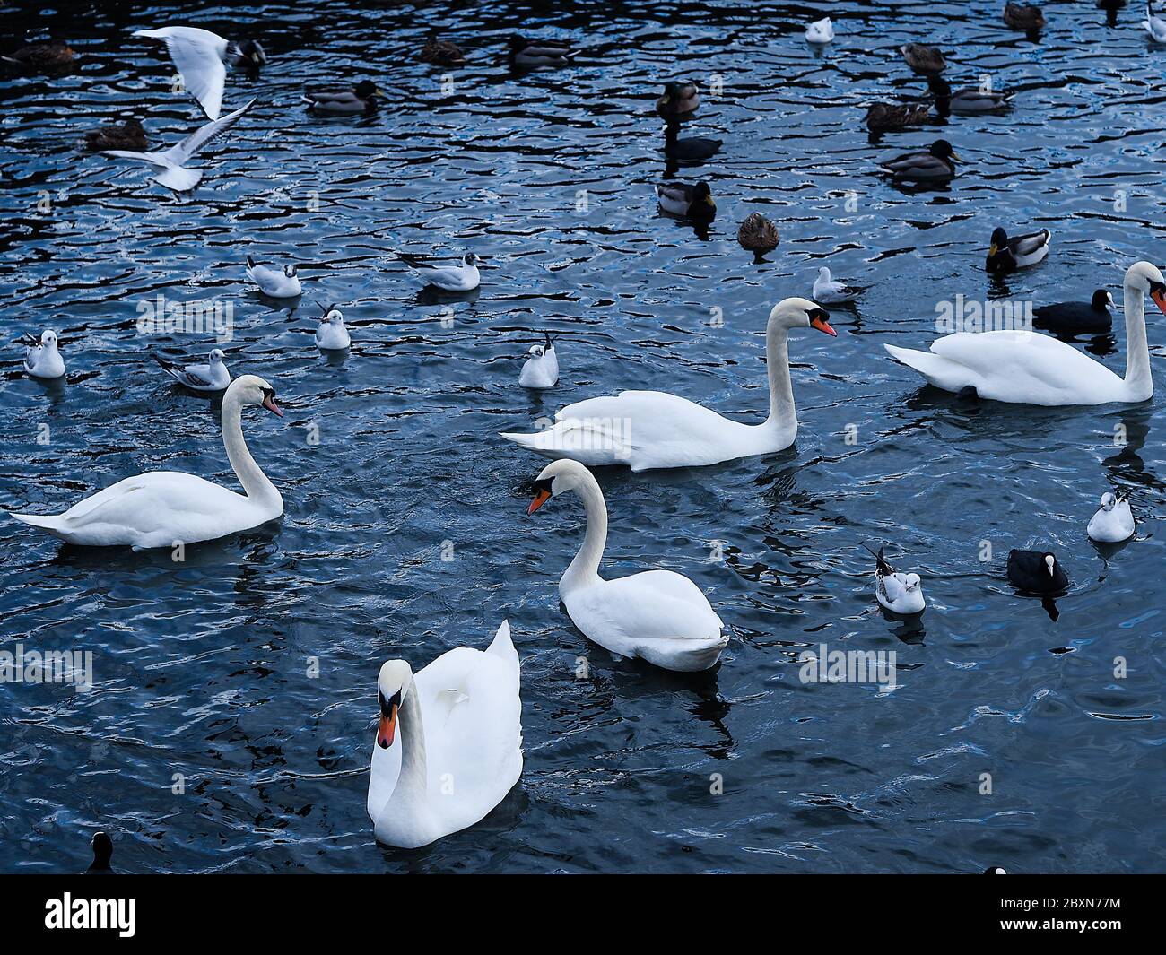 Cygnes et oiseaux sur l'eau à Stokholm, Sweeden. Nourrissage des oiseaux en ville. Banque D'Images