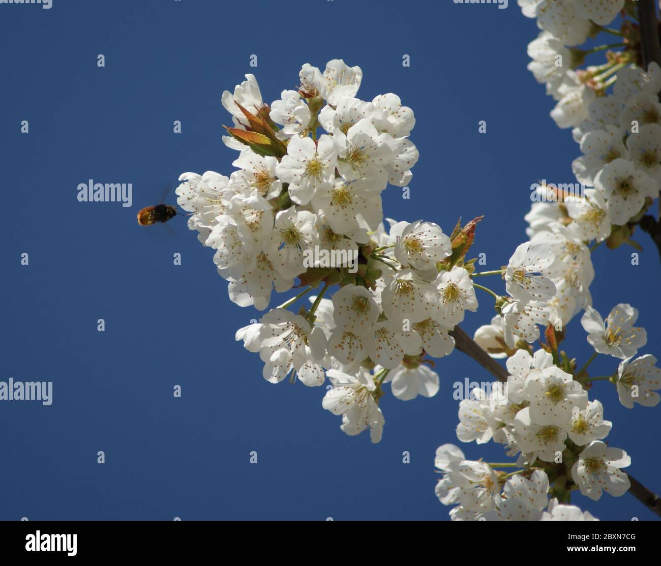 Cerise Banque D'Images