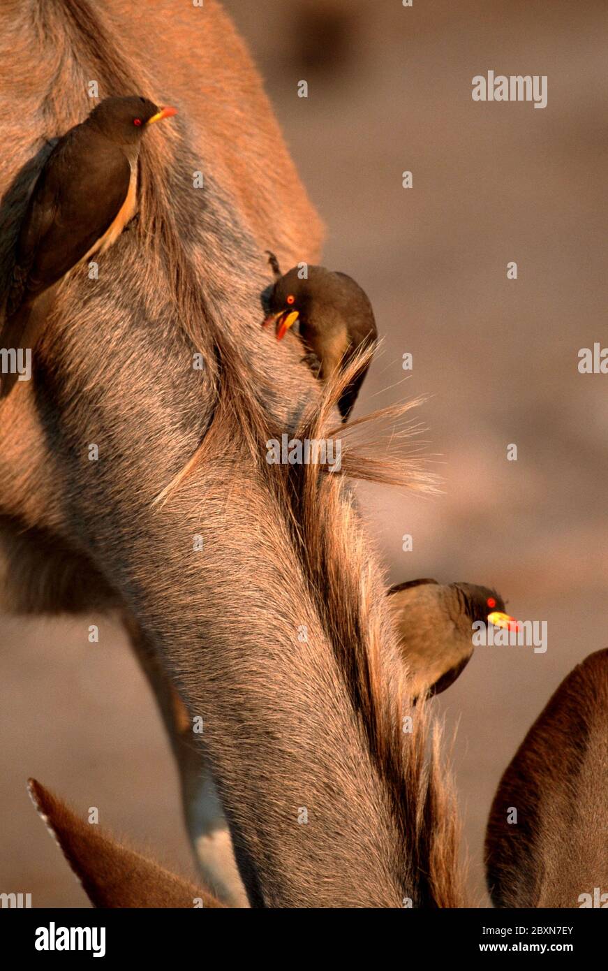 Pelle à bec jaune et kudu, Afrique Banque D'Images