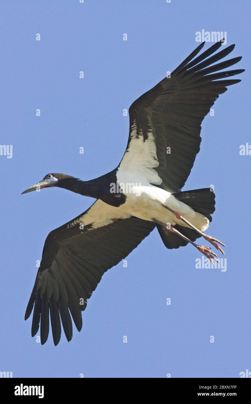 abdims stork, cicconia abdimii, afrique Banque D'Images
