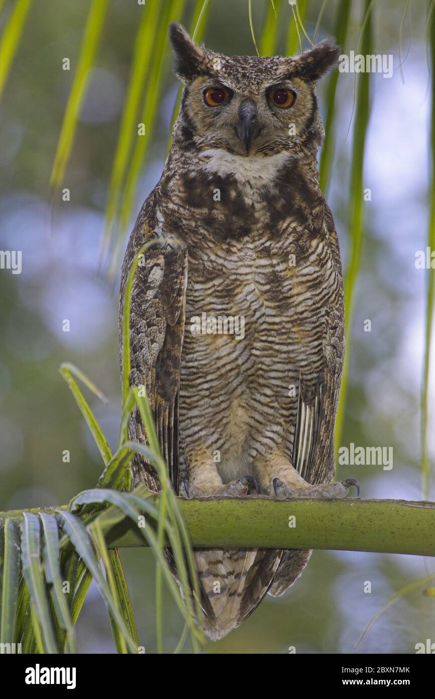 OWL de l'aigle eurasien, Bubo Bubo, Allemagne Banque D'Images