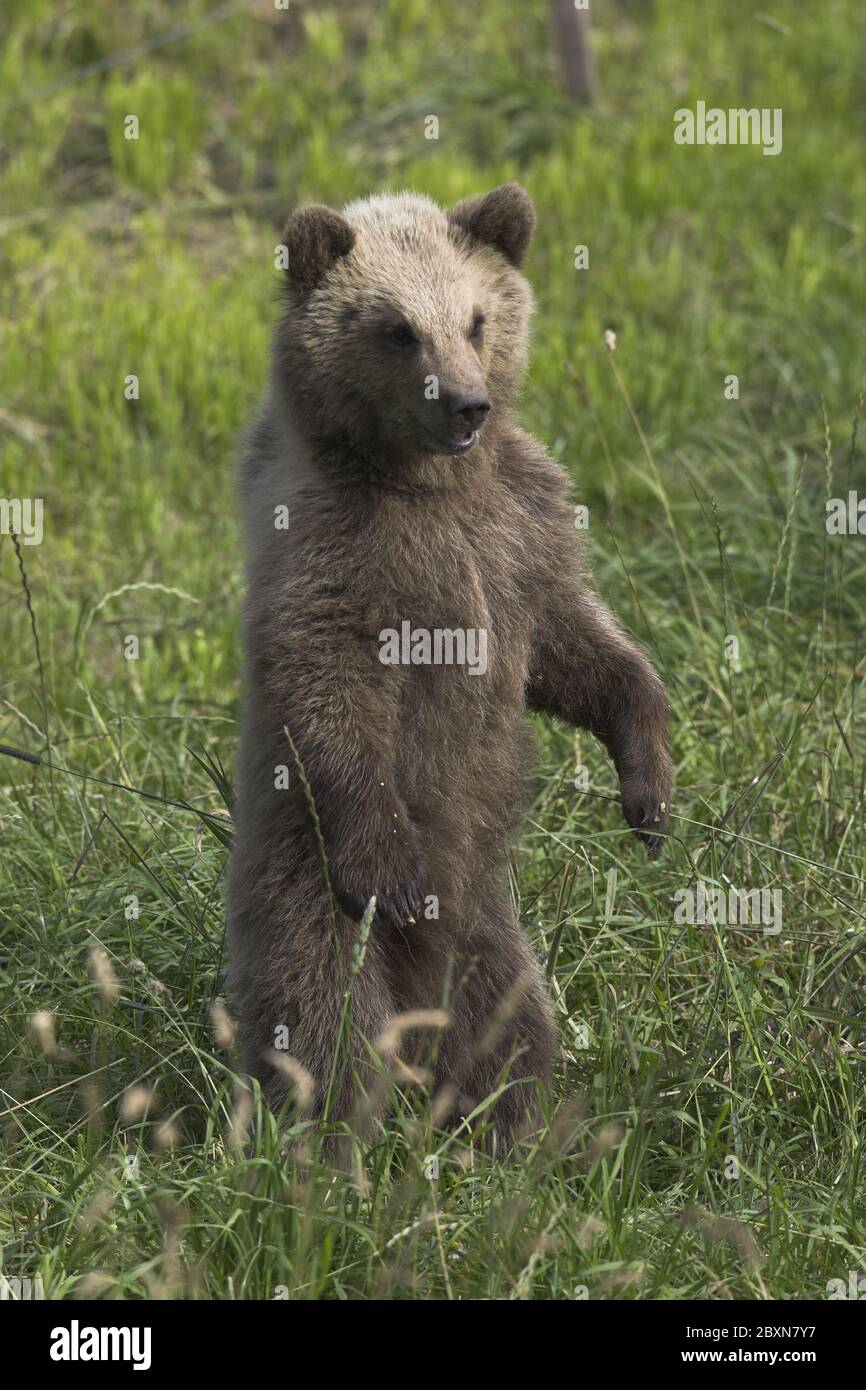 jeune ours brun européen, ursus arctos Banque D'Images