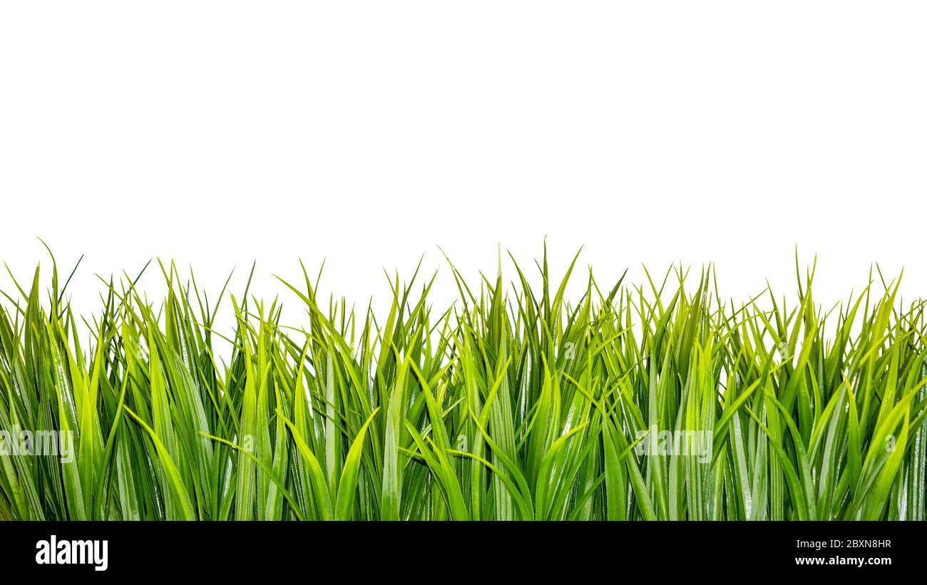 Green grass border isolé sur fond blanc Banque D'Images
