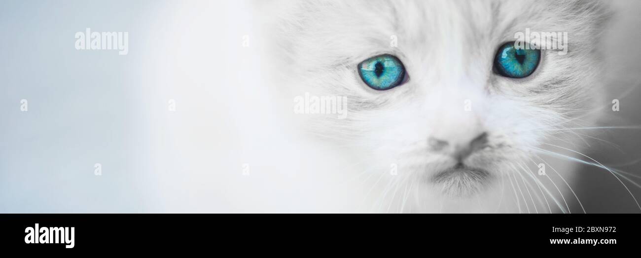 Charmant chaton blanc moelleux avec des yeux bleus. Banque D'Images