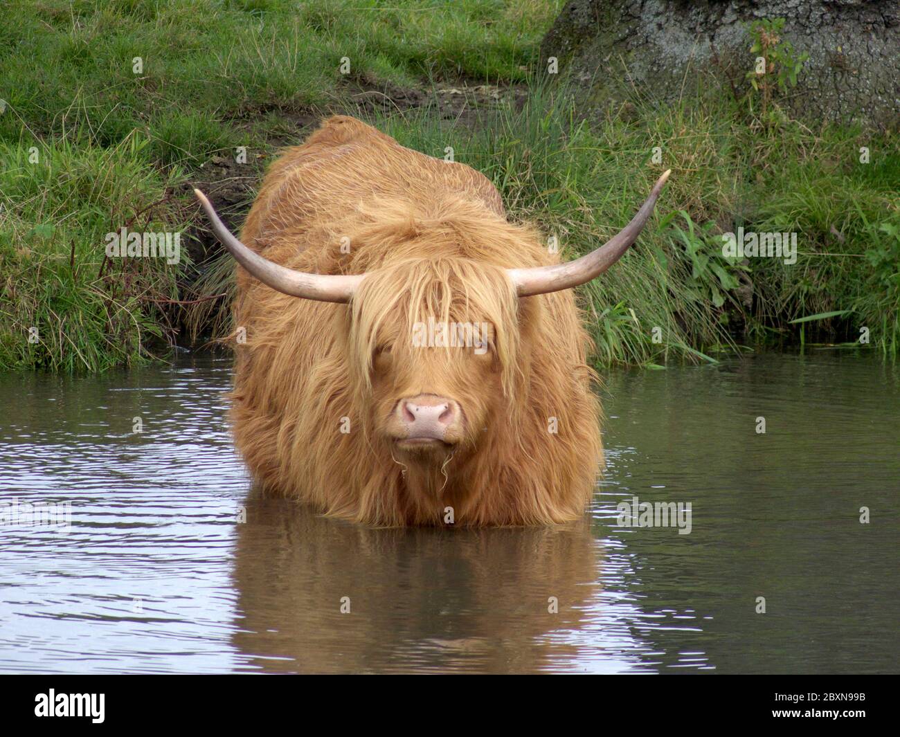La vache de bétail des Highlands prend un bain pour se rafraîchir dans la rivière Wey près de Guildford, Surrey, Angleterre. Le troupeau se broute sur les rives de la rivière tout l'été lo Banque D'Images