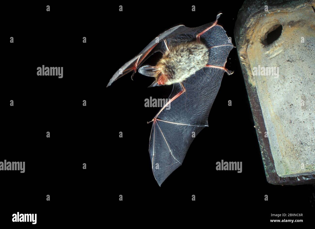 Myotis bechsteinii, bbat bechsteins Banque D'Images