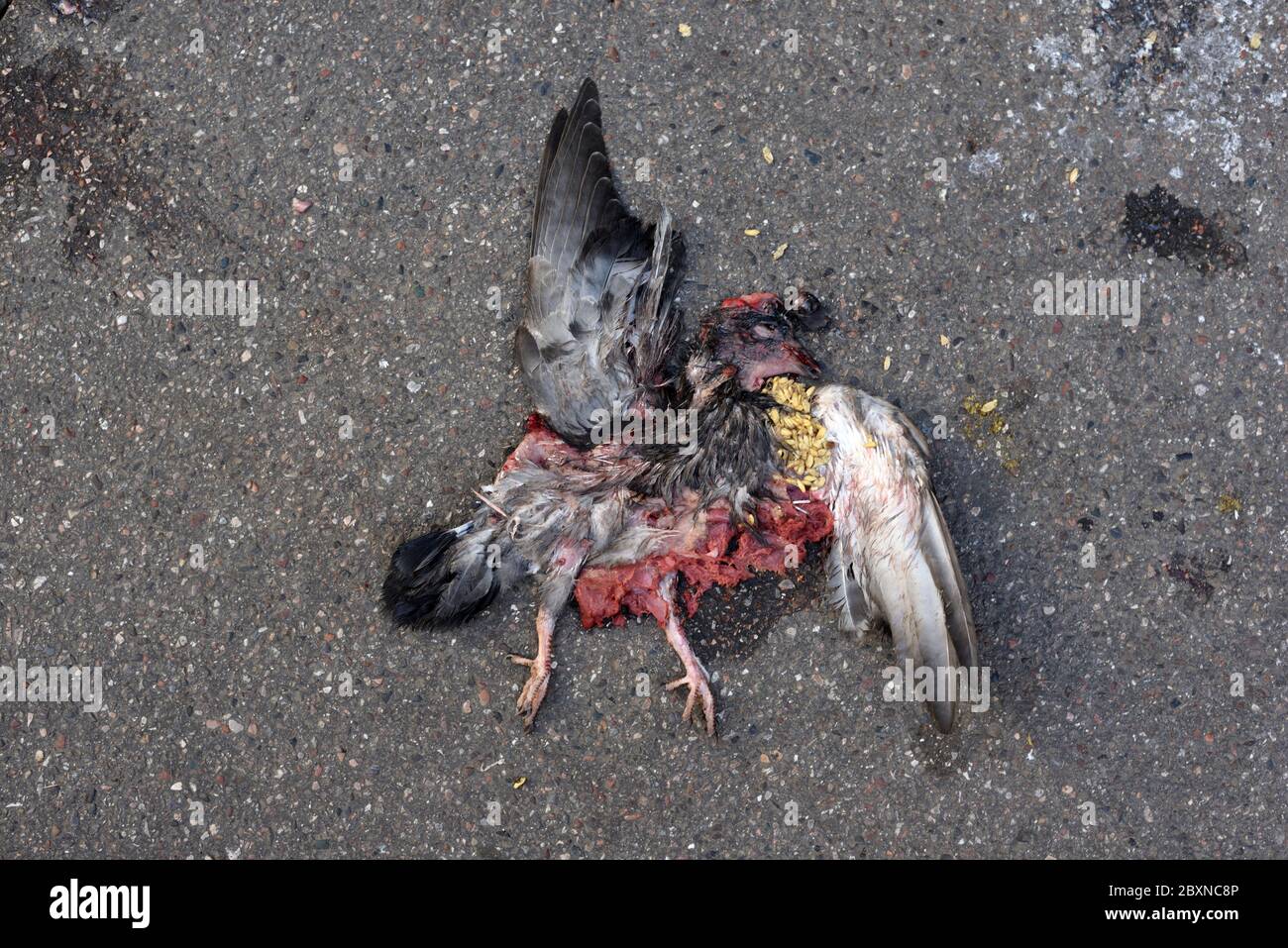Aperçu de Dead Pigeon Roadkill BirdStrike ou Bird Hit écrasé sur la chaussée ou le trottoir Banque D'Images