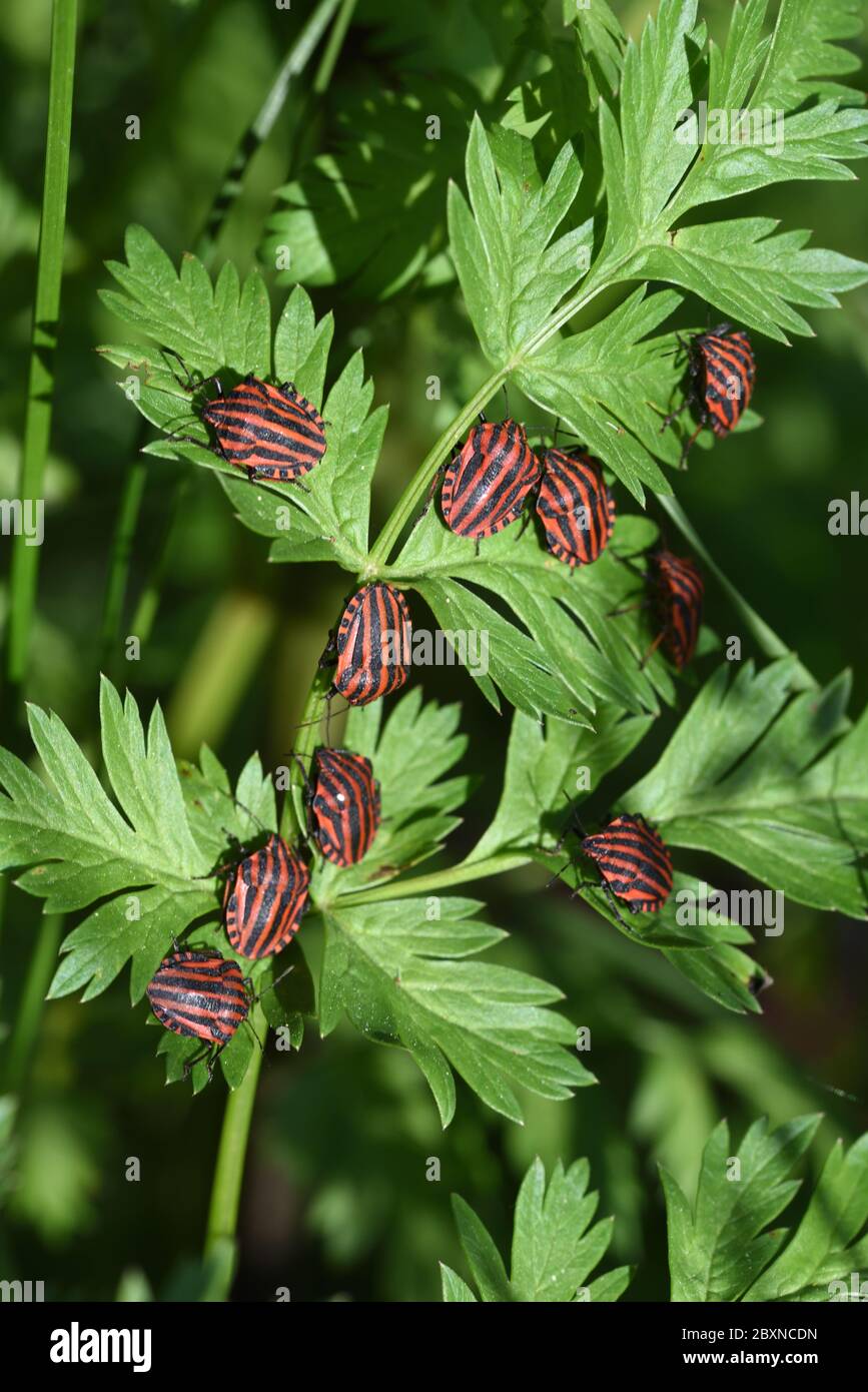 Agrégation ou groupe de mugs de bouclier à rayures, mugs de bouclier, mugs à rayures italiennes ou mugs à mustron Graphosoma italicum syn Graphosoma lineatum Banque D'Images