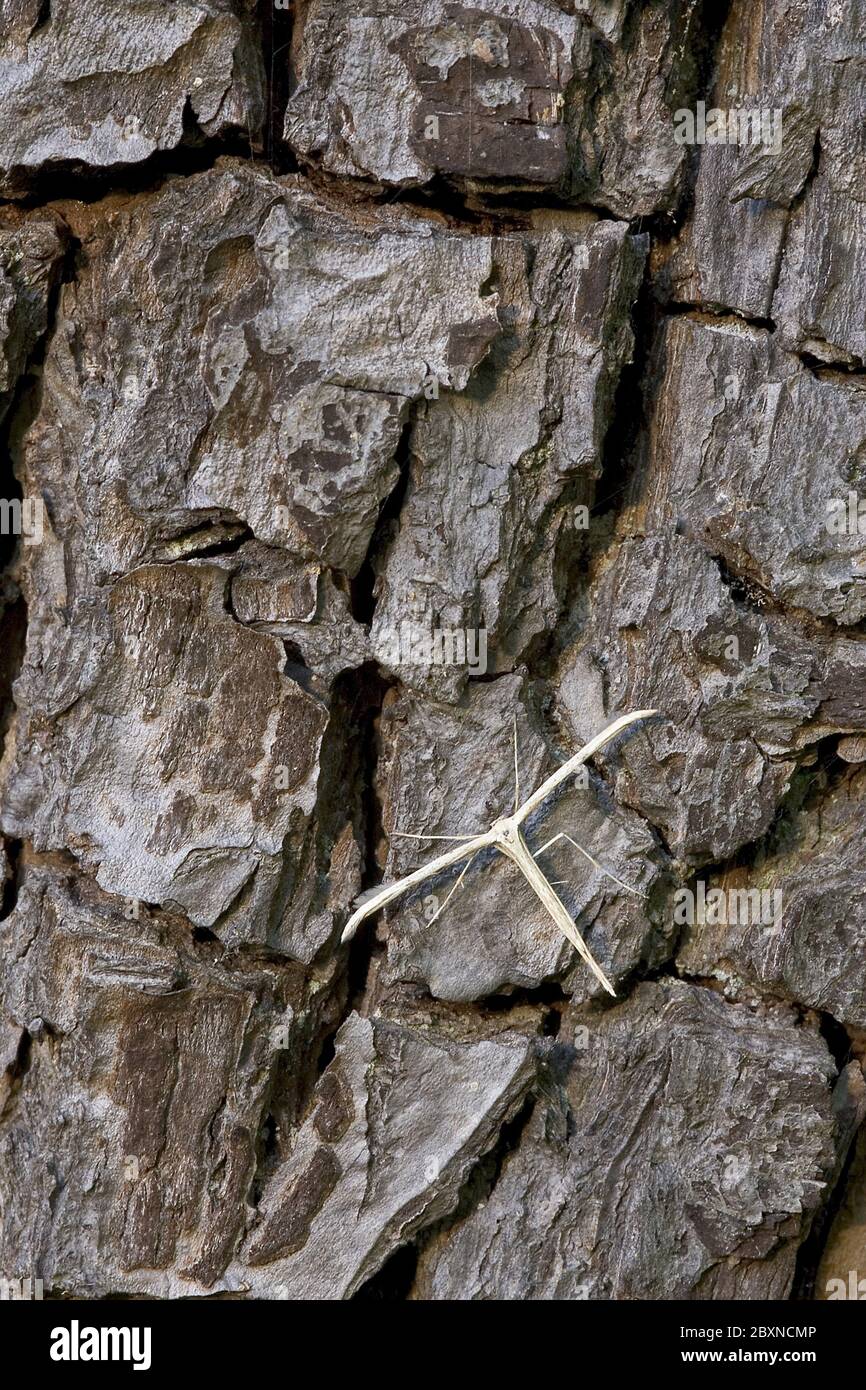 Pterophoidae, papillon, Basse-saxe Banque D'Images