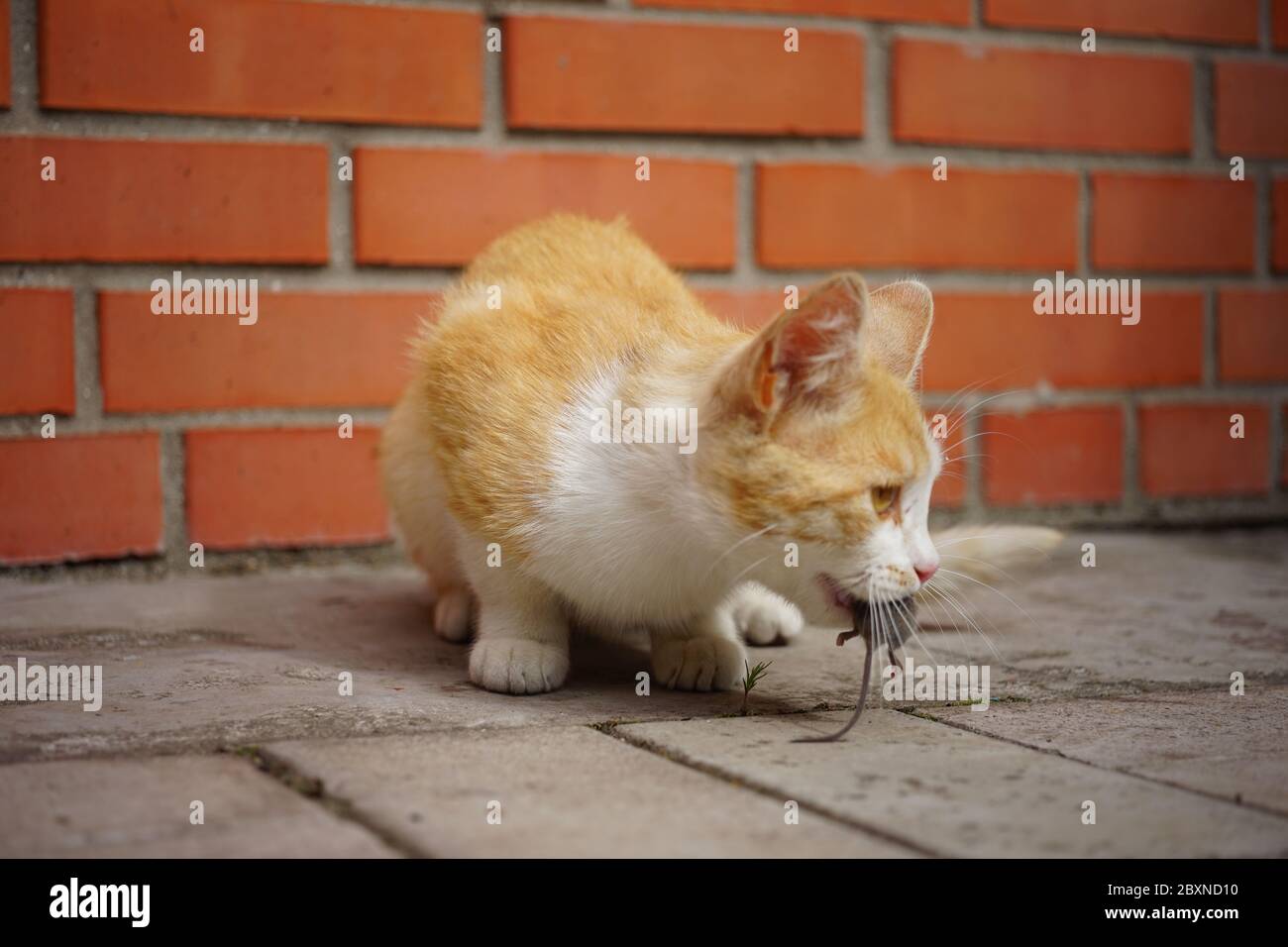 Le chat rouge attrape une souris dans la cour et la tire dans les dents Banque D'Images