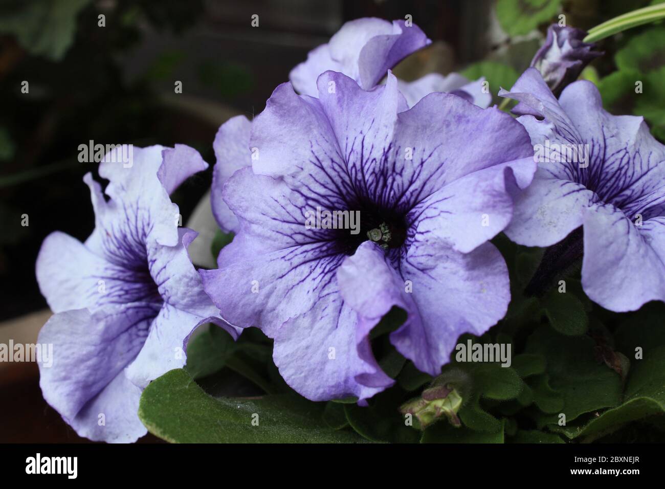 Gros plan de belles fleurs pétunia de lavande pâle aux nervures violettes profondes. Jolie literie d'été. Banque D'Images