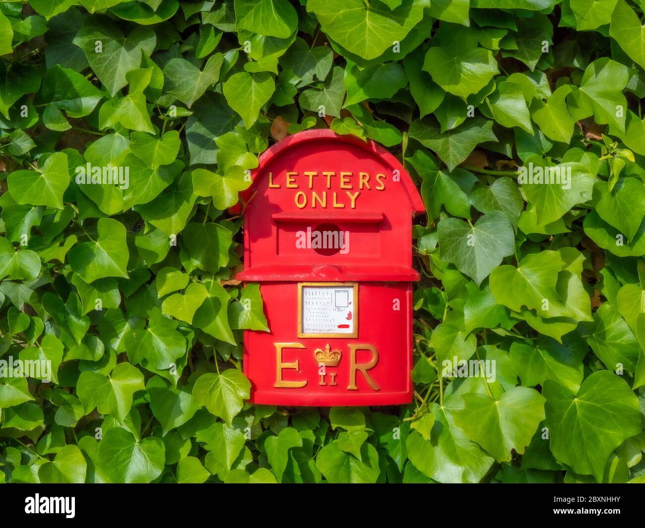 Boîte pour oiseaux rouges de fantaisie avec trou d'accès central, ressemblant à une boîte postale britannique, pour la nidification / reproduction, accrochée sur un mur de jardin, entourée d'ivy vert. Banque D'Images