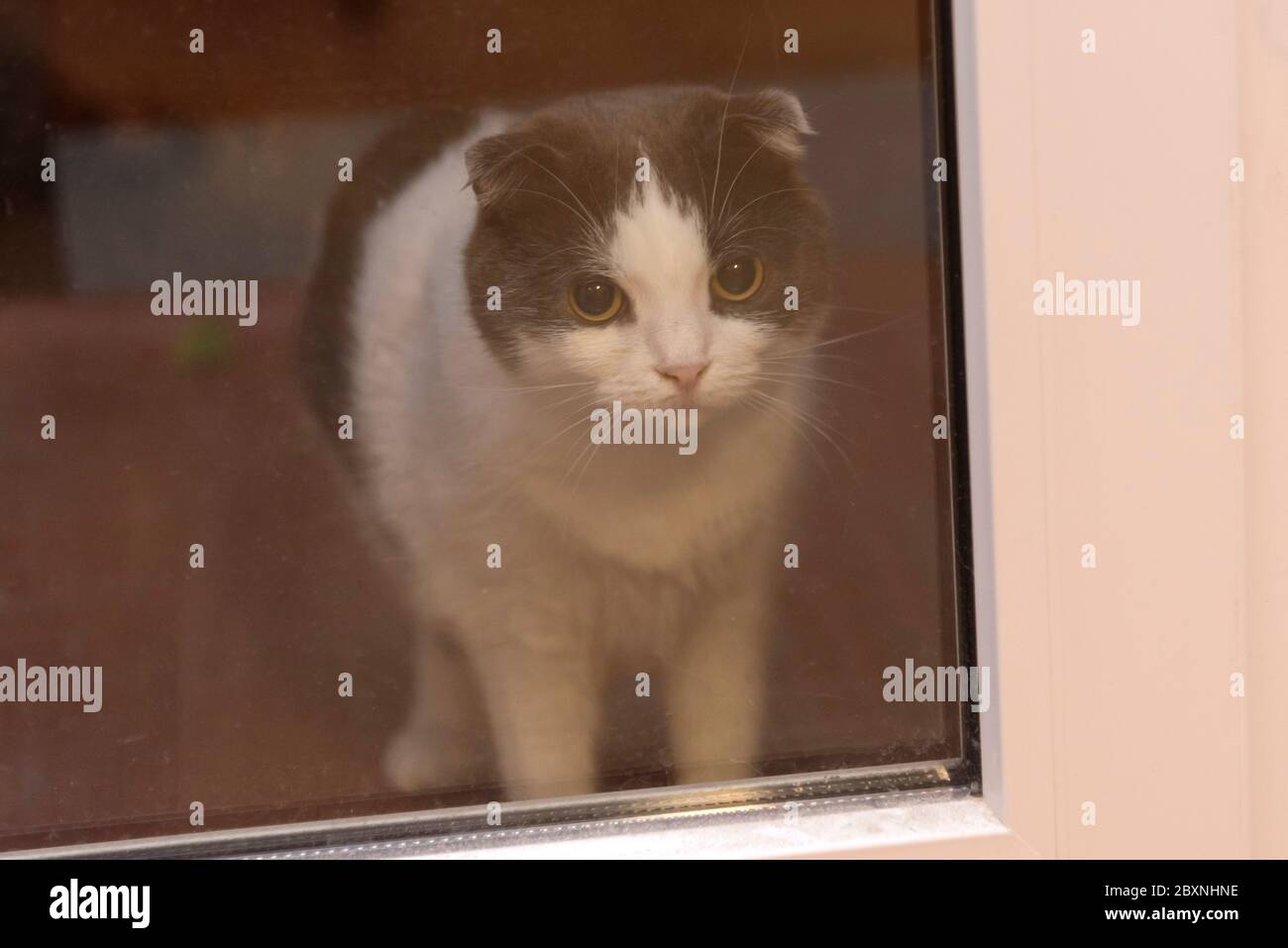Un Chat Triste Est Derriere Une Porte En Verre Attendant Le Proprietaire Photo Stock Alamy Un Chat Triste Est Derriere Une Porte En Verre Attendant Le Proprietaire Photo Stock Alamy