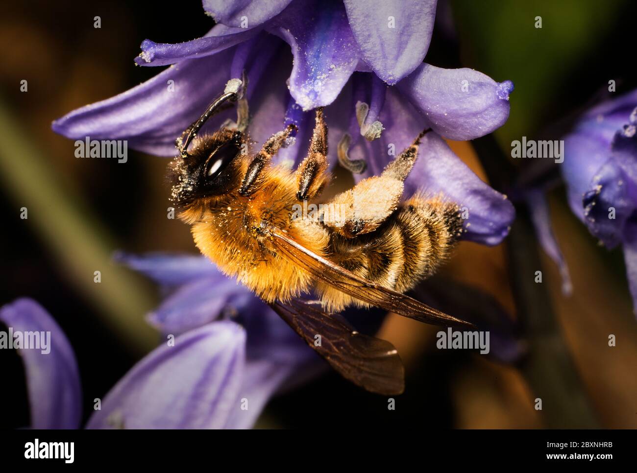 Buste d'abeille pollinisant la fleur à Cheshire, Angleterre, Royaume-Uni Banque D'Images