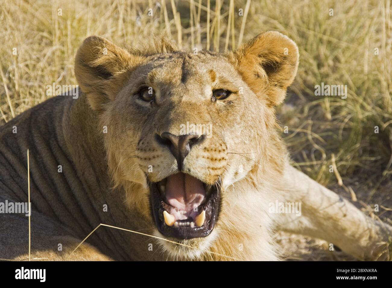Lion africain, Panthera leo, Namibie, Afrique Banque D'Images