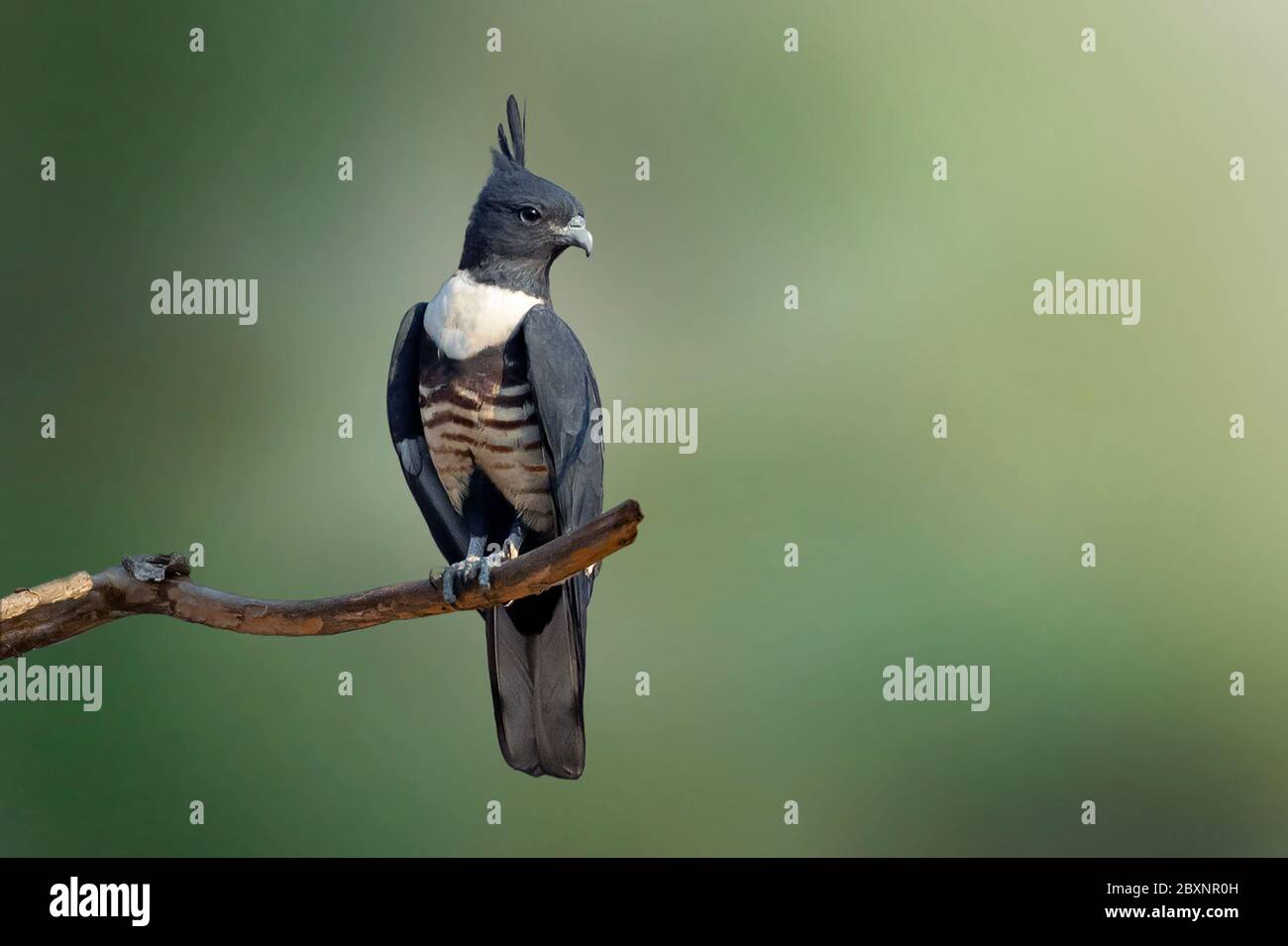 Image du baza noir (Aviceda leuphotes) perché sur une branche sur fond naturel. Falco. Oiseau. Animaux. Banque D'Images