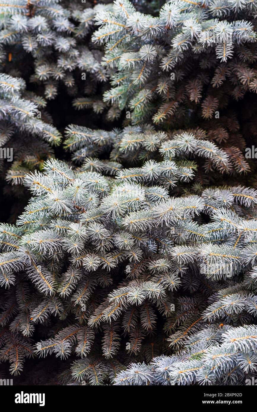 PIN argenté, pin argenté, pin argenté, brunches de sapin photo rapprochée Banque D'Images