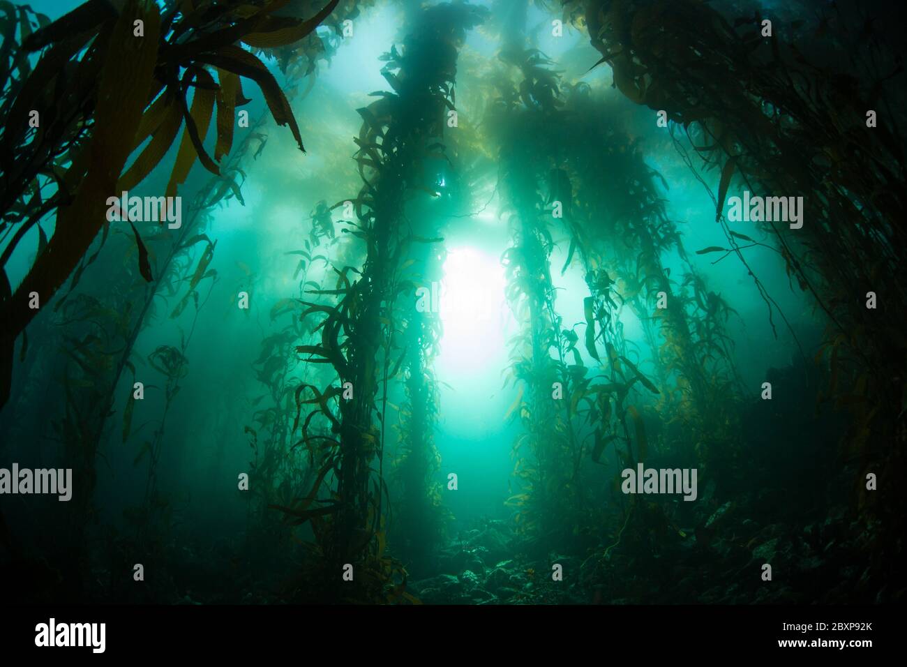 Une forêt luxuriante et biodiversifiée de varech géant, Macrocystis pyrifera, pousse dans les eaux froides de l'est du Pacifique qui s'écoulent le long de la côte californienne. Banque D'Images
