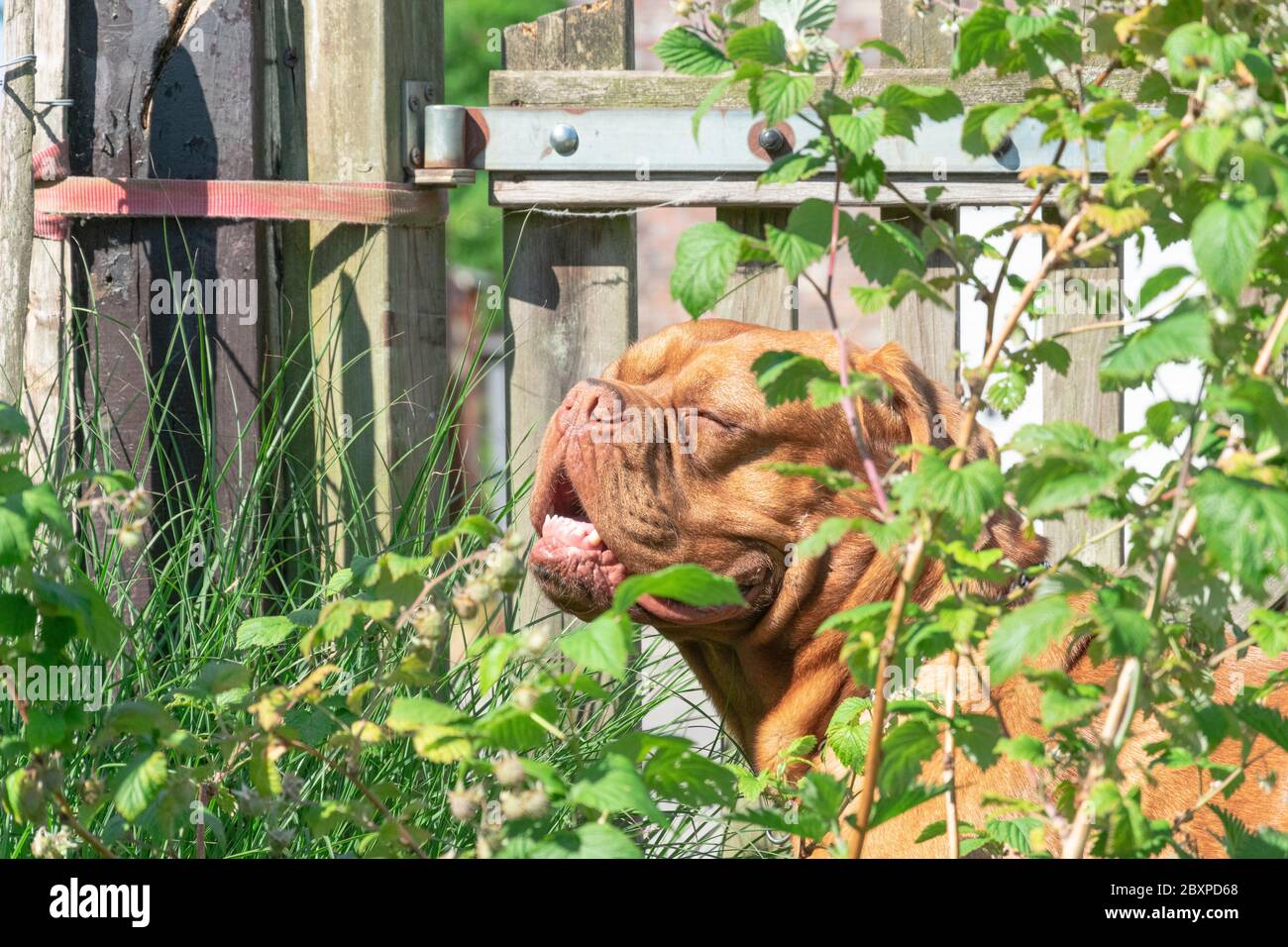 Le mastiff français garde la porte dans les buissons Banque D'Images