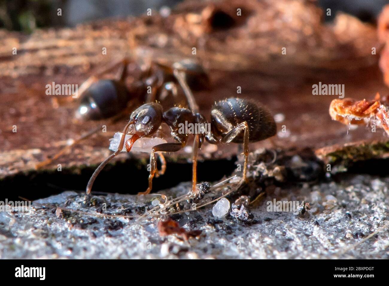 Les Ants de jardin commun déplacent les grains de terre comme ils construisent un nid entre les pierres de pavage Banque D'Images