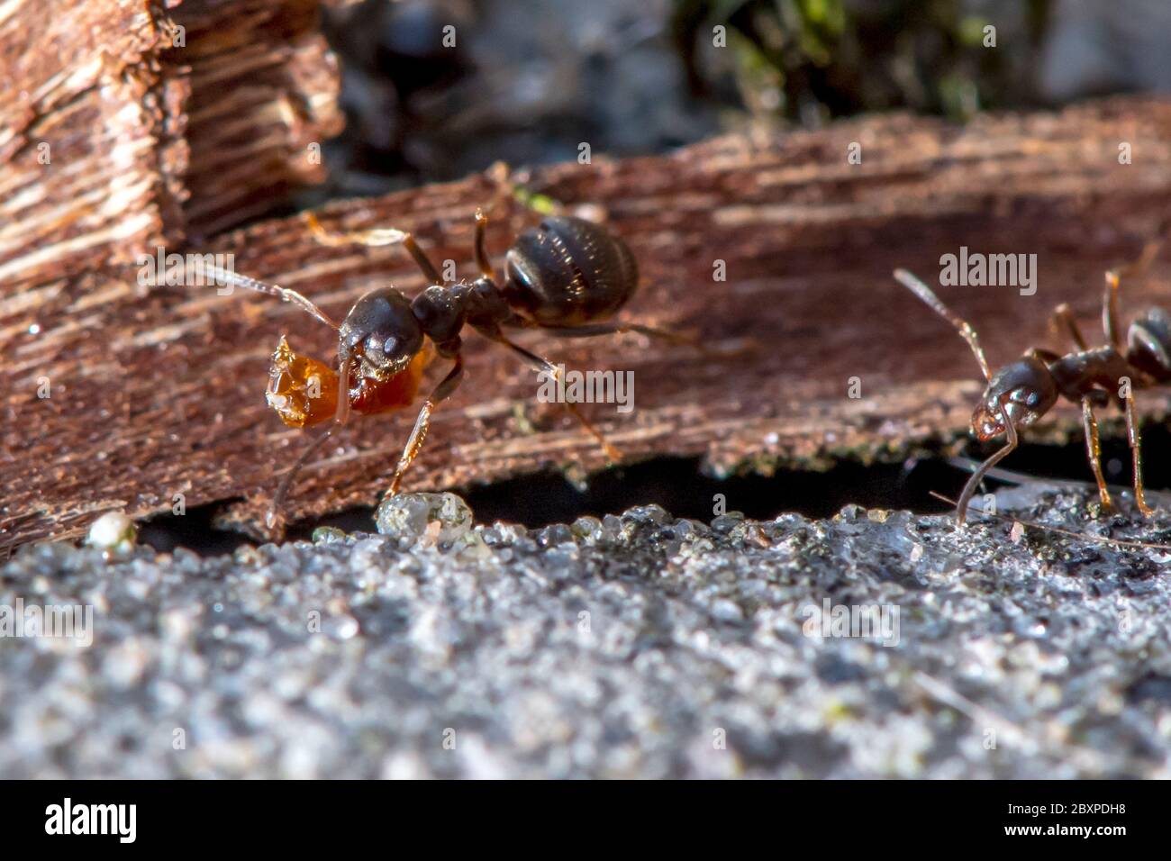 Les Ants de jardin commun déplacent les grains de terre comme ils construisent un nid entre les pierres de pavage Banque D'Images
