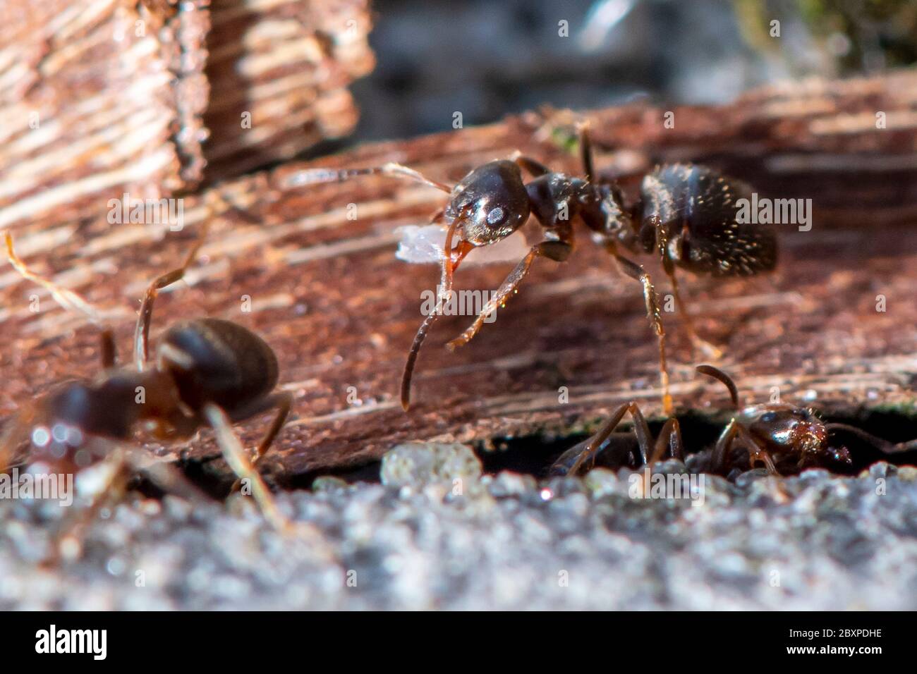 Les Ants de jardin commun déplacent les grains de terre comme ils construisent un nid entre les pierres de pavage Banque D'Images