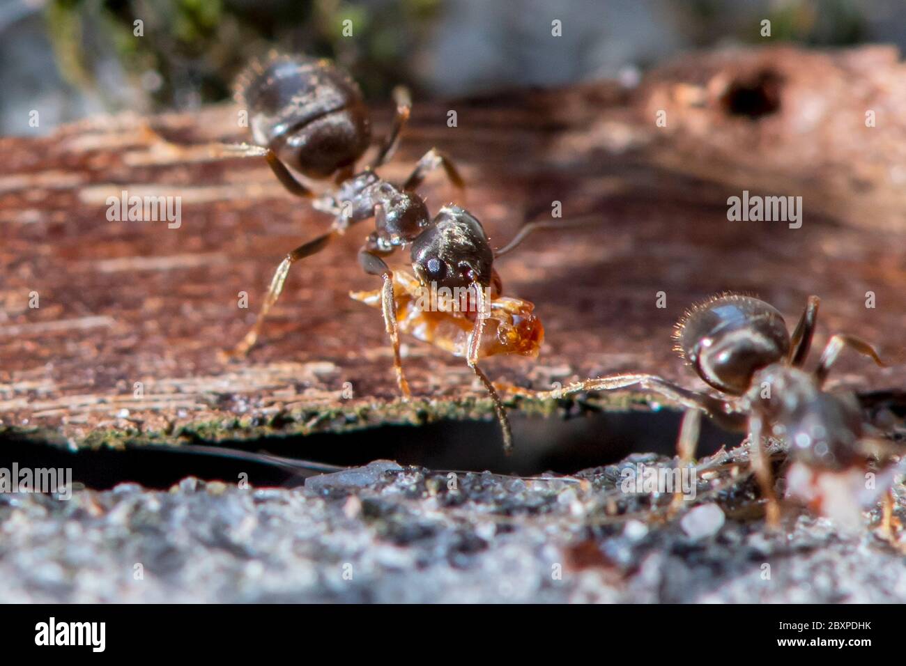Les Ants de jardin commun déplacent les grains de terre comme ils construisent un nid entre les pierres de pavage Banque D'Images