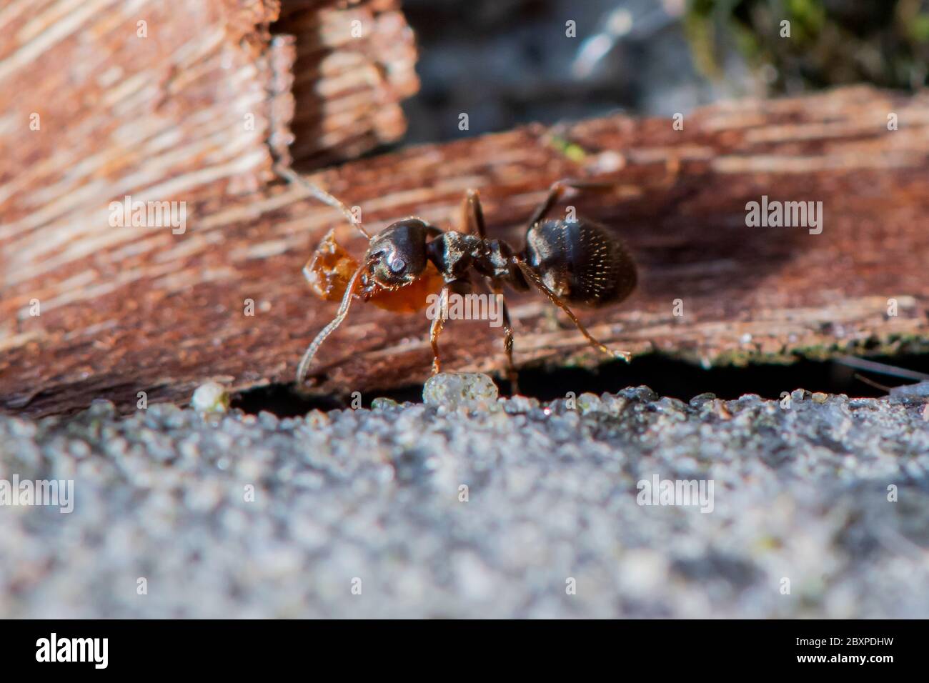 Les Ants de jardin commun déplacent les grains de terre comme ils construisent un nid entre les pierres de pavage Banque D'Images