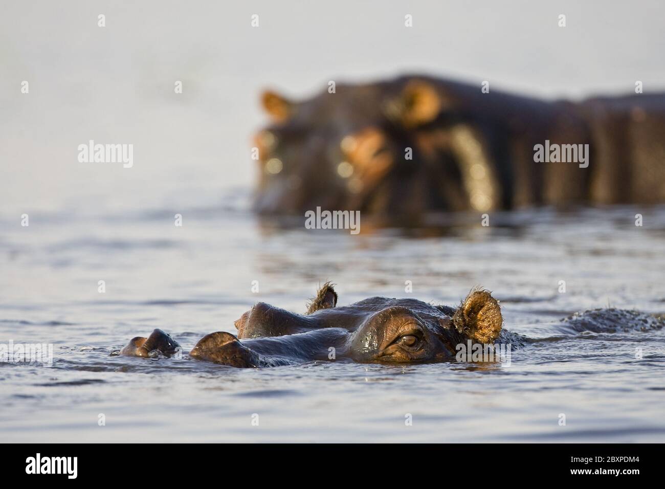 Hippopotame (Hippopotamus amphibius), rivière Chobe, parc national de Chobe, Botsuana, Afrique Banque D'Images