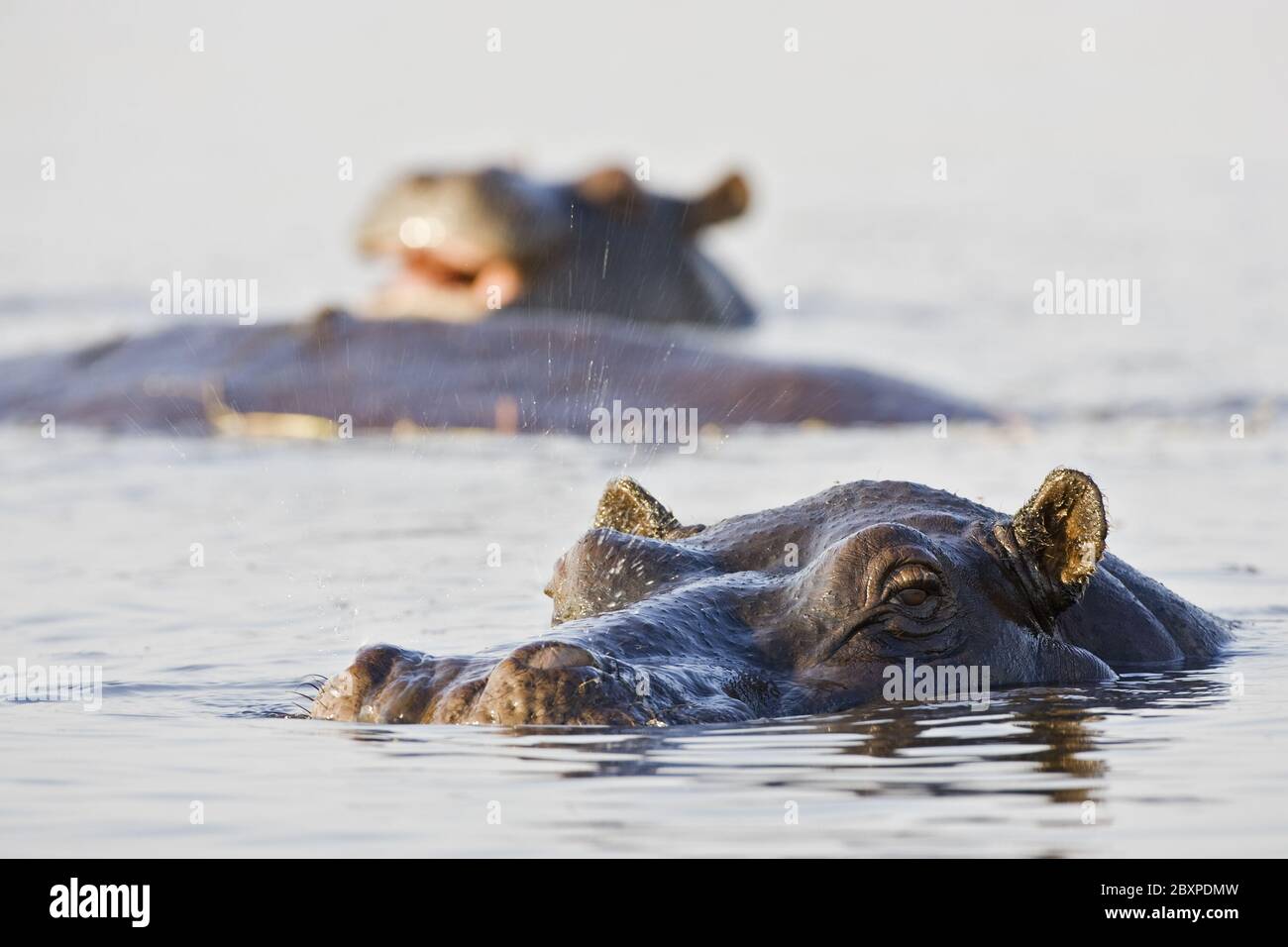Hippopotame (Hippopotamus amphibius), rivière Chobe, parc national de Chobe, Botsuana, Afrique Banque D'Images