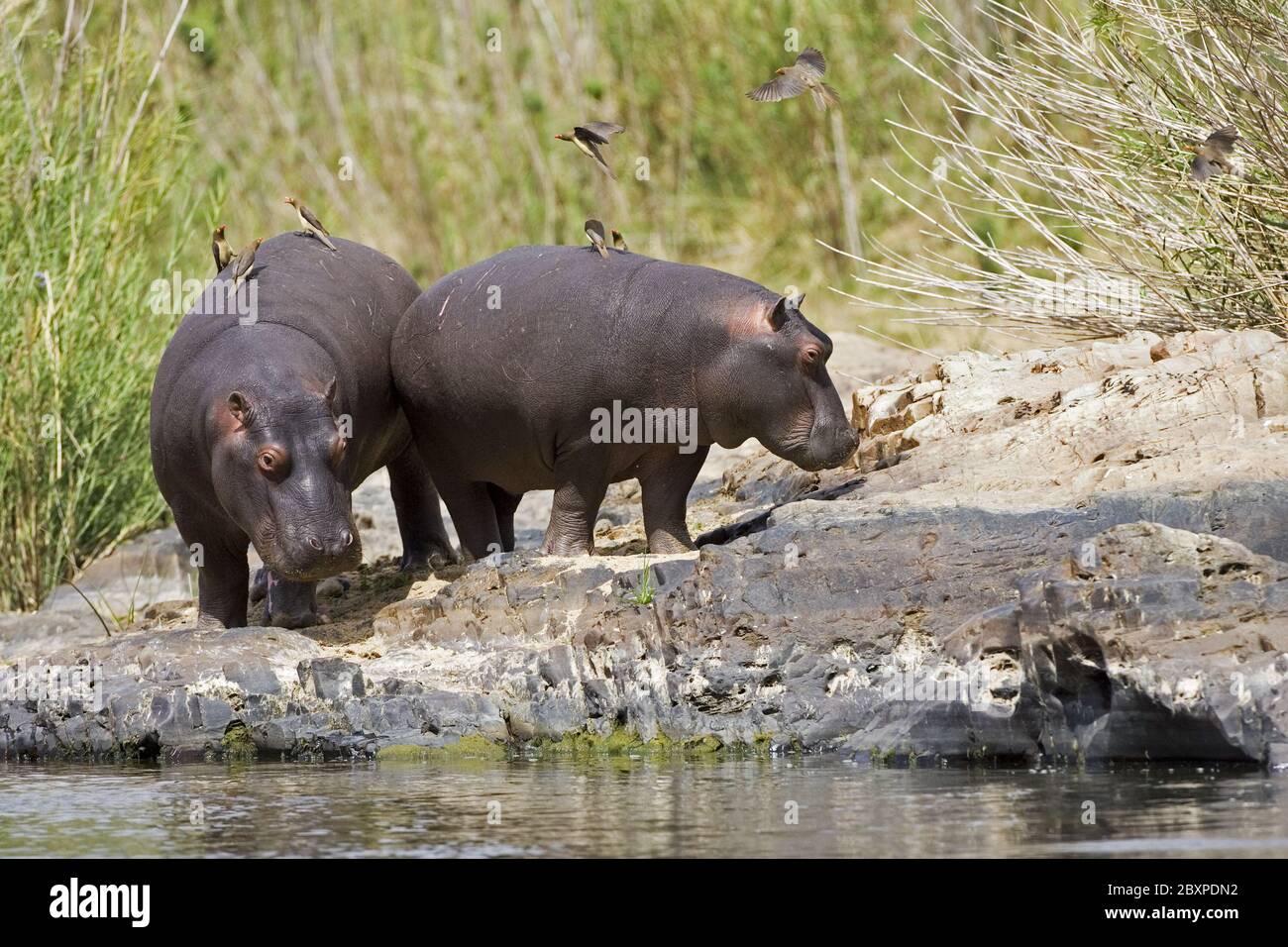 Hippopotame (Hippopotamus amphibius), rivière Chobe, parc national de Chobe, Botsuana, Afrique Banque D'Images