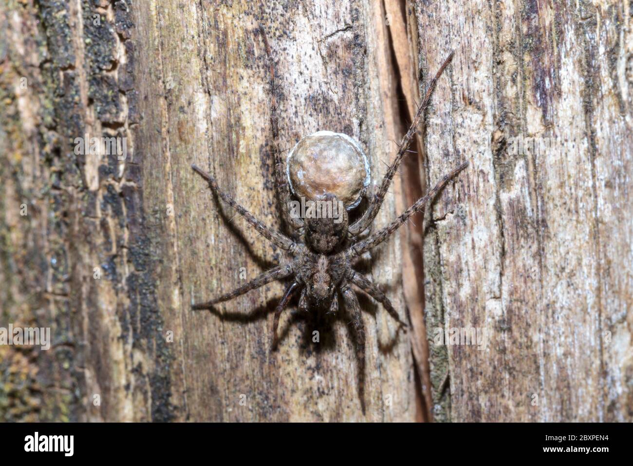 Araignee De Loup Pardosa Amentata Avec Sac D œufs Jardin Sussex Royaume Uni Photo Stock Alamy