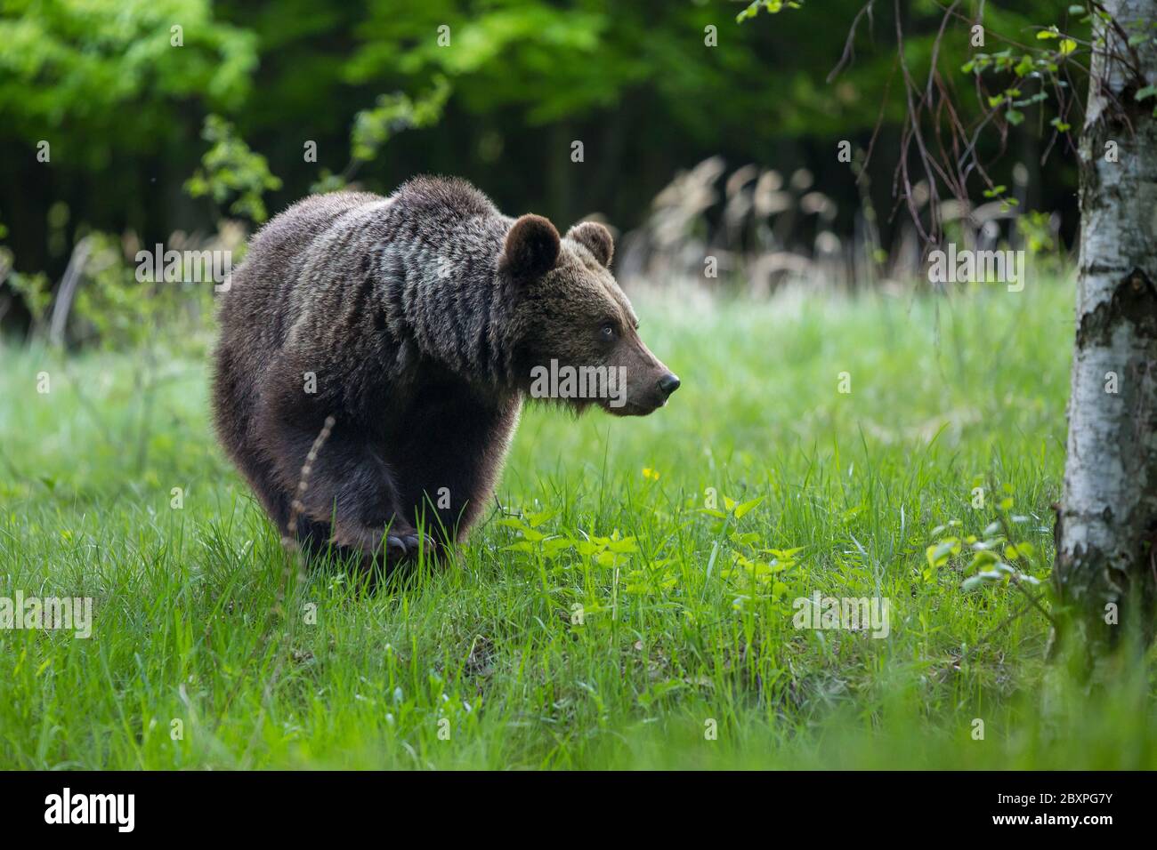 Dangereux jeune ours brun , ursus arctos , promenades sur la prairie de montagne. Paysages sauvages en Slovaquie Banque D'Images
