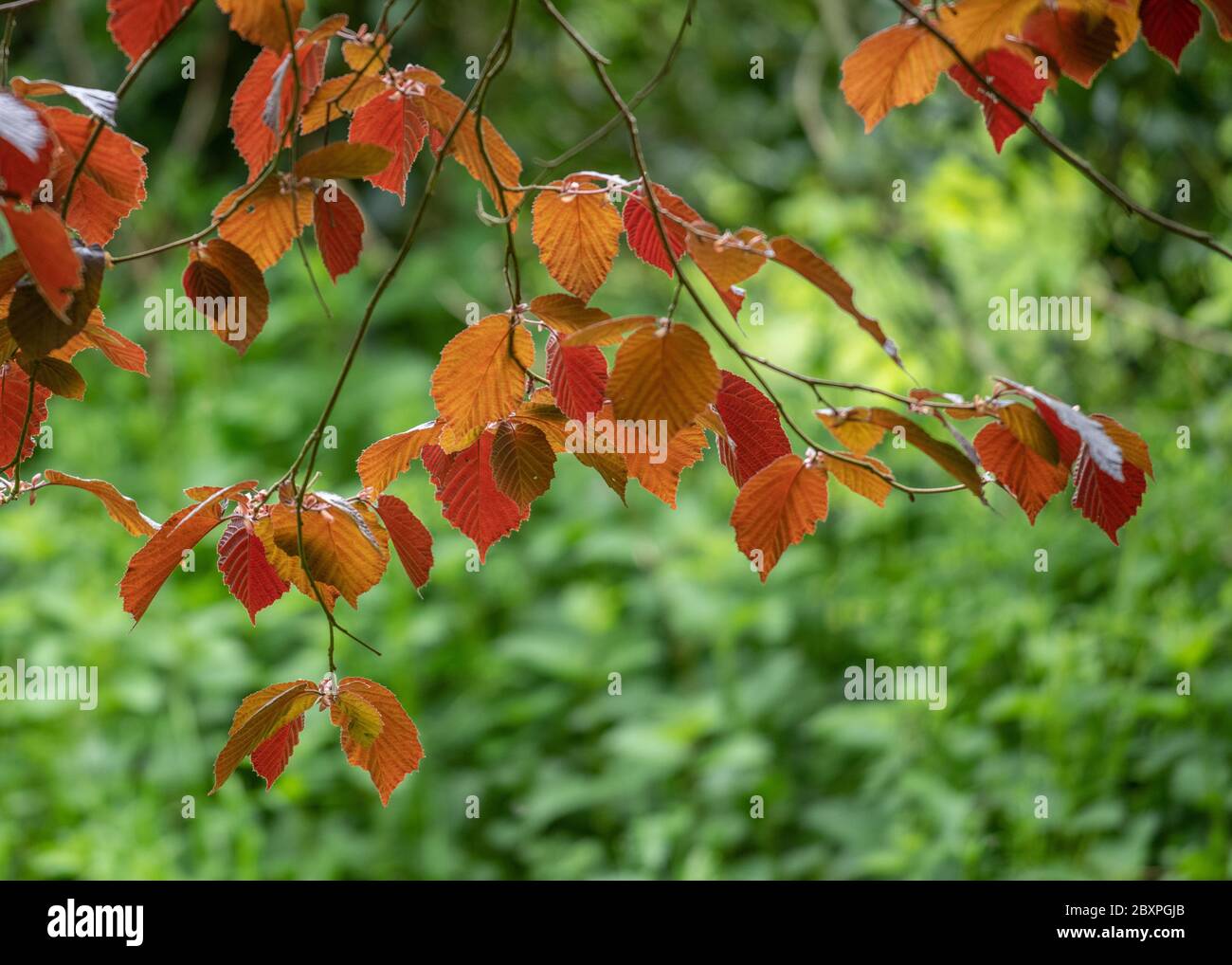 Lumière à travers les jeunes feuilles de hêtre en cuivre (au printemps) Banque D'Images