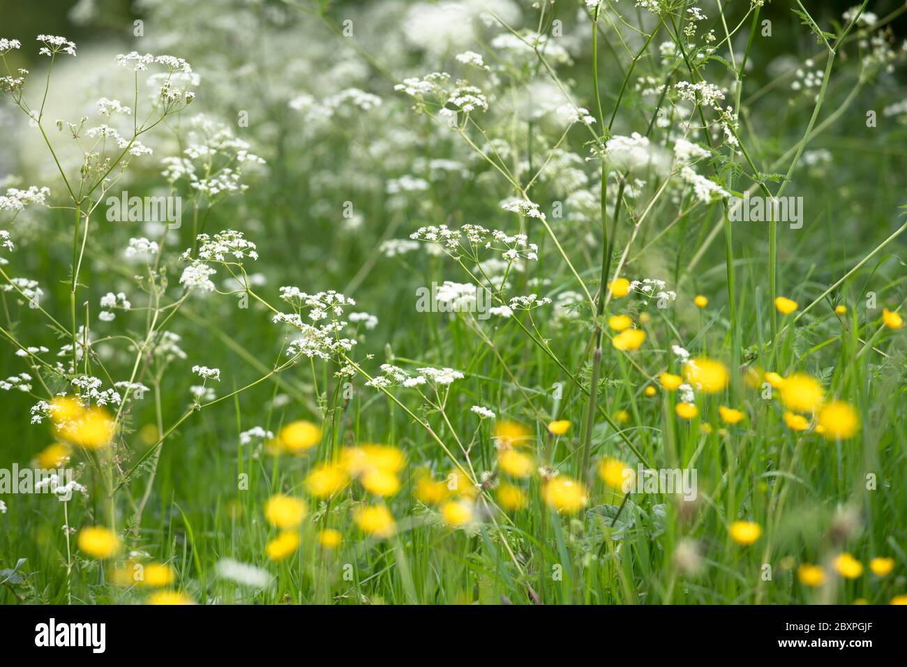 Persil de vache et Buttercups par une voie de campagne Banque D'Images
